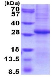 SDS-PAGE - Recombinant Human Granzyme B protein (denatured) (AB202180), expandable thumbnail