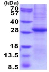 SDS-PAGE - Recombinant Human Granzyme B protein (denatured) (His tag N-Terminus) (AB202180)