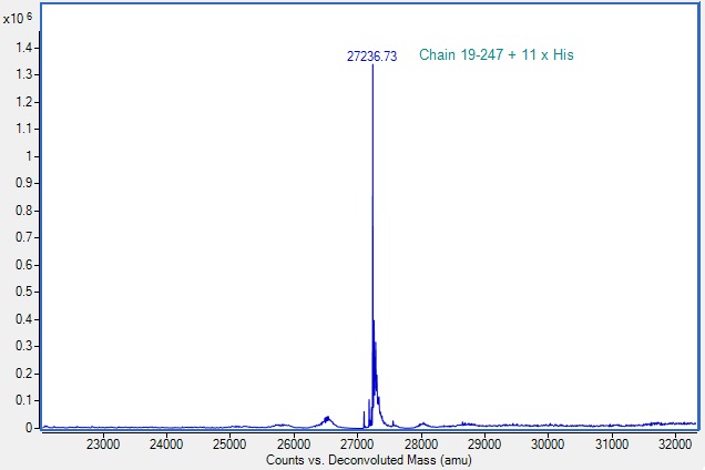 Mass Spectrometry - Recombinant Human Granzyme B Protein (His tag) (AB307481), expandable thumbnail