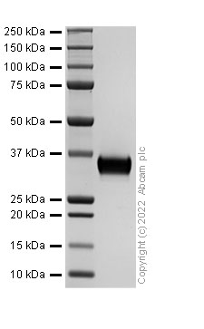 SDS-PAGE - Recombinant Human Granzyme B Protein (His tag) (AB307481), expandable thumbnail
