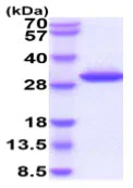 SDS-PAGE - Recombinant Human Granzyme K protein (His tag) (AB219487)