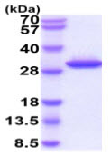 SDS-PAGE - Recombinant Human Granzyme K protein (His tag C-Terminus) (AB219487)