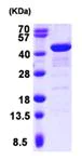 SDS-PAGE - Recombinant Human GRAP2 protein (His tag N-Terminus) (AB103052)