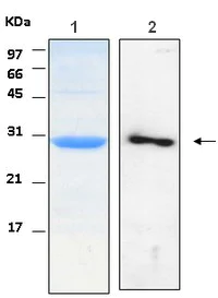 Western blot - Recombinant Human GRB2 protein (AB116430)