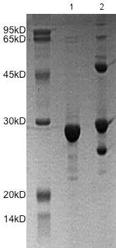 SDS-PAGE - Recombinant Human GRB2 protein (AB172149)
