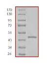 SDS-PAGE - Recombinant Human GRB2 protein (AB85245)