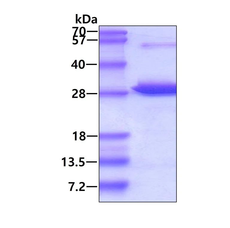 SDS-PAGE - Recombinant Human GRB2 protein (AB85917)