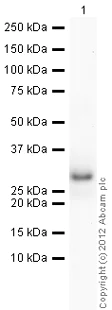 Western blot - Recombinant Human GRB2 protein (His tag N-Terminus) (AB85917)