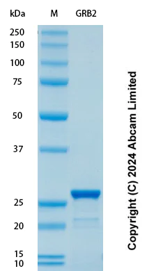 SDS-PAGE - Recombinant Human GRB2 Protein Standard (His tag) (AB323159)