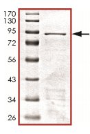 SDS-PAGE - Recombinant Human GRB7 protein (AB125569)