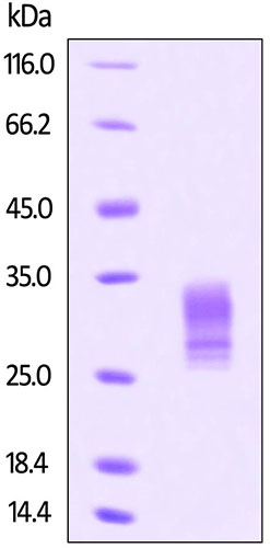 Recombinant human Gremlin 1 protein (Active)