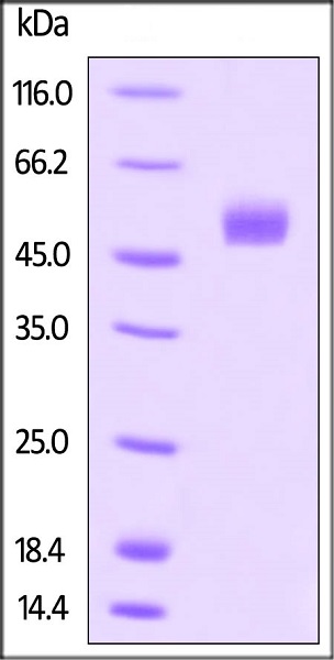 Recombinant human Gremlin 1 protein (Fc Chimera Active)