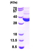 SDS-PAGE - Recombinant Human GRHPR protein (AB95913)