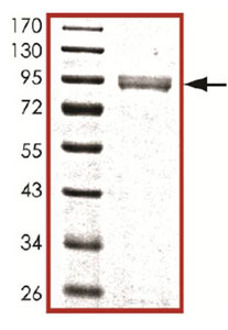 Western blot - Recombinant human GRK1 protein (AB105126), expandable thumbnail