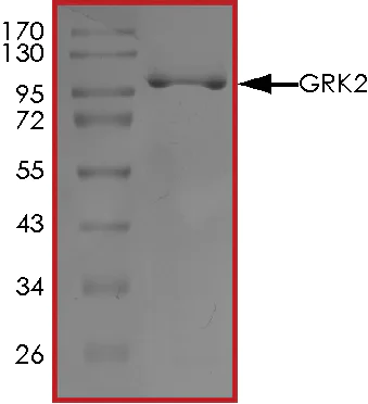 SDS-PAGE - Recombinant human GRK2 protein (AB125620)