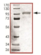 SDS-PAGE - Recombinant human GRK6 protein (AB125576)