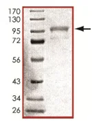 SDS-PAGE - Recombinant human GRK6 protein (GST tag N-Terminus) (AB125576)