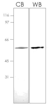 Recombinant Human GRO gamma protein