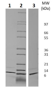 SDS-PAGE - Recombinant human GRO gamma protein (Active) (AB256024)