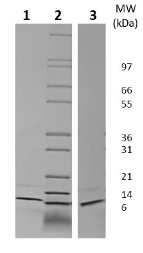 SDS-PAGE - Recombinant human GRO gamma protein (Active) (AB256024)