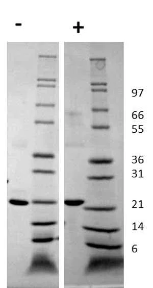 Western blot - Recombinant human Growth Hormone protein (AB116162)