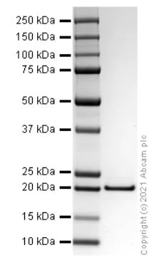 SDS-PAGE - Recombinant human Growth Hormone protein (Active) (AB280333)