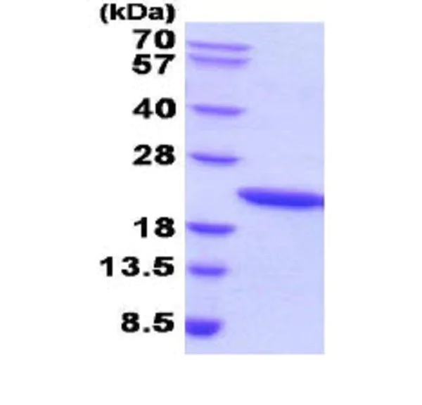 SDS-PAGE - Recombinant human Growth Hormone protein (Active) (Tag Free) (AB51232)