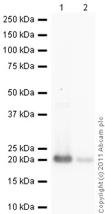 Western blot - Recombinant human Growth Hormone protein (Active) (Tag Free) (AB51232)