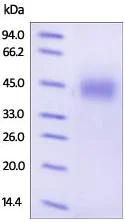 SDS-PAGE - Recombinant human Growth hormone receptor protein (AB180053)