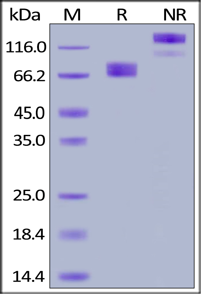 SDS-PAGE - Recombinant human Growth hormone receptor protein (Fc Chimera Active) (AB180056)