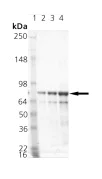 SDS-PAGE - Recombinant Human Grp75/MOT protein (AB115711)