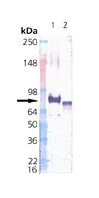Western blot - Recombinant Human Grp75/MOT protein (AB115711)