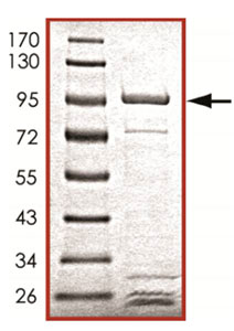 SDS-PAGE - Recombinant Human Grp75/MOT protein (AB125600)