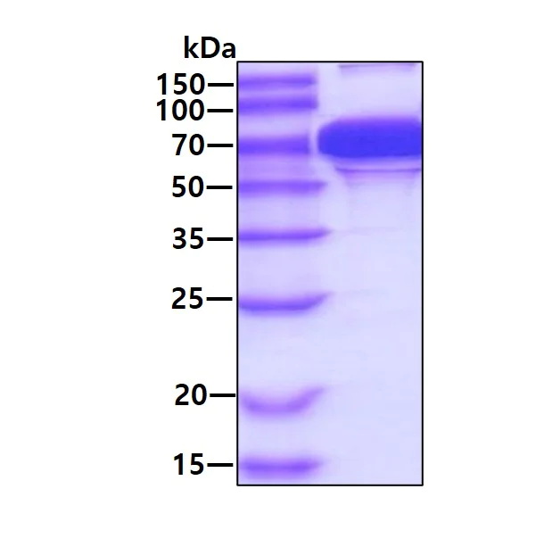 SDS-PAGE - Recombinant Human Grp75/MOT protein (His tag N-Terminus) (AB79145)