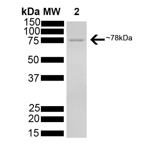 Recombinant human GRP78 BiP protein (Active)
