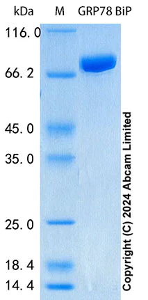 SDS-PAGE - Recombinant Human GRP78 BiP Protein Standard (His tag) (AB316669)
