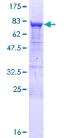SDS-PAGE - Recombinant Human GRWD1 protein (AB164438)