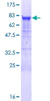 SDS-PAGE - Recombinant Human GRWD1 protein (GST tag N-Terminus) (AB164438)