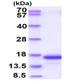 SDS-PAGE - Recombinant Human GRX2 protein (His tag C-Terminus) (AB95471)