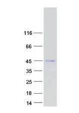 SDS-PAGE - Recombinant Human GSDMB protein (AB303479), expandable thumbnail