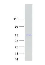 SDS-PAGE - Recombinant Human GSDMB protein (AB303479)