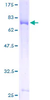 SDS-PAGE - Recombinant Human GSDMD protein (GST tag N-Terminus) (AB164113)