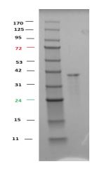 SDS-PAGE - Recombinant Human GSK3 alpha fusion protein (AB285758), expandable thumbnail