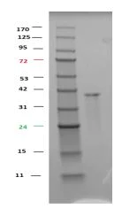 SDS-PAGE - Recombinant Human GSK3 alpha fusion protein (AB285758)