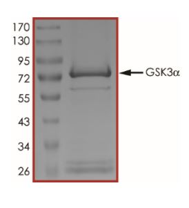 Recombinant human GSK3 alpha protein (Active)