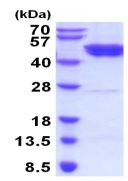 SDS-PAGE - Recombinant Human GSK3 beta protein (AB208324), expandable thumbnail