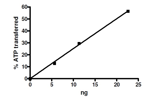 Functional Studies - Recombinant human GSK3 beta protein (GST tag N-Terminus) (AB271802)
