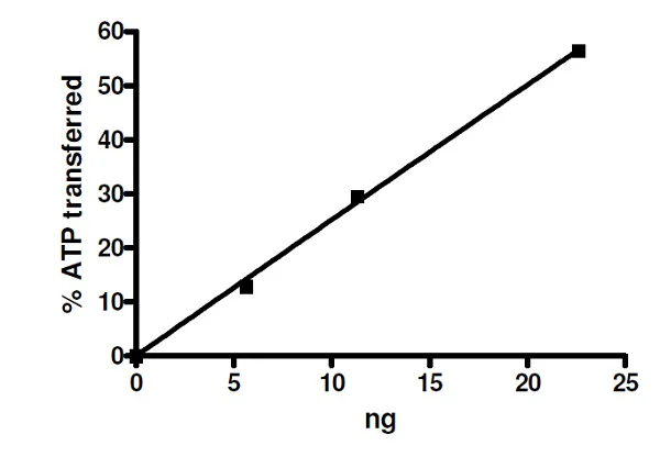 Functional Studies - Recombinant human GSK3 beta protein (GST tag N-Terminus) (AB271802)