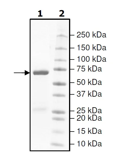 SDS-PAGE - Recombinant human GSK3 beta protein (GST tag N-Terminus) (AB271802)