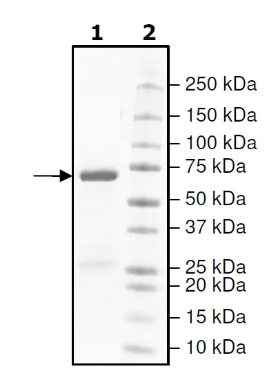 SDS-PAGE - Recombinant human GSK3 beta protein (Tagged) (AB271802)